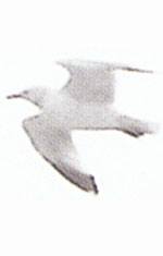 photo of the seagull