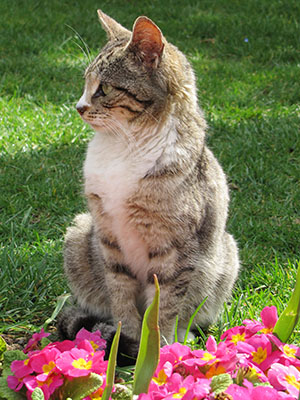 Topkapi cat, Istanbul