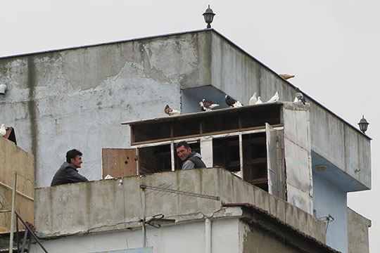 pigeon fanciers, Istanbul