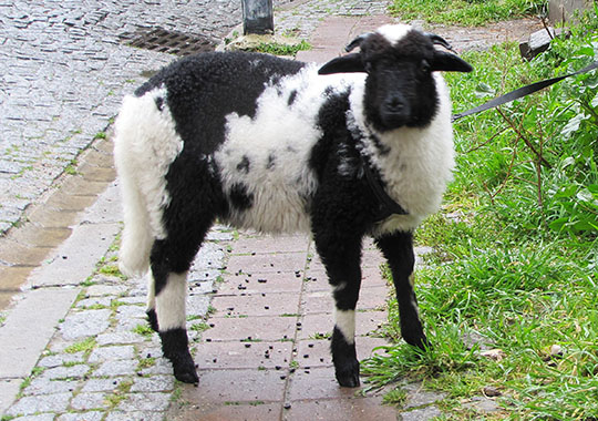 Istanbul sheep