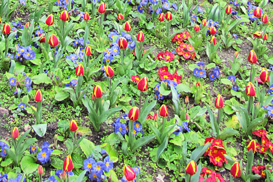 tulips in Istanbul