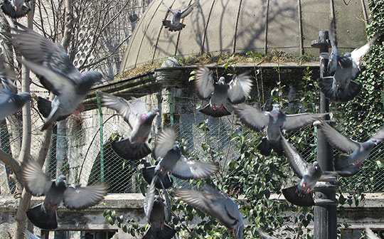 pigeons in a flurry, Istanbul