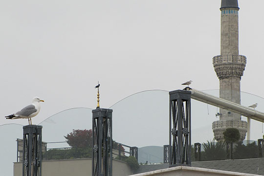 seagulls on sentry duty, Istanbul