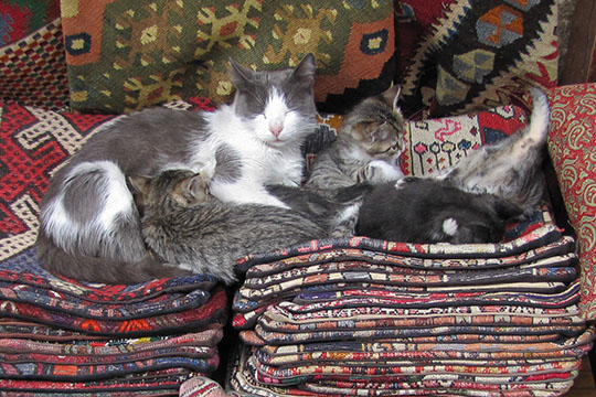 Turkish carpet cats, Istanbul