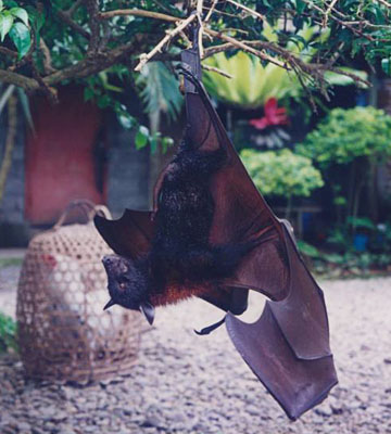 Balinese bat