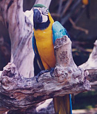 A blue and gold macaw in Taman Burung Bali Bird Park