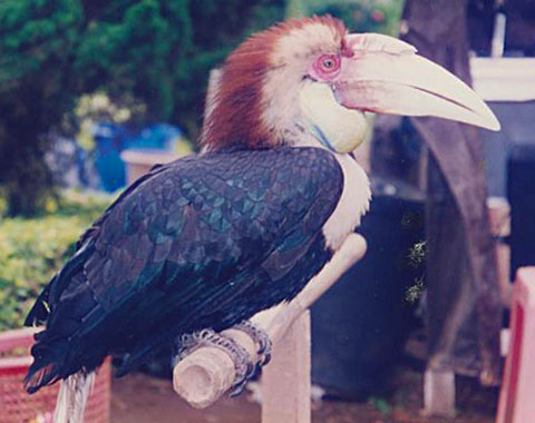 A male wreathed hornbill in Taman Burung Bali Bird Park, Bali