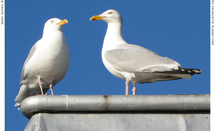 Seagulls on Bangor Pier, North Wales at The Cheshire Cat Blog