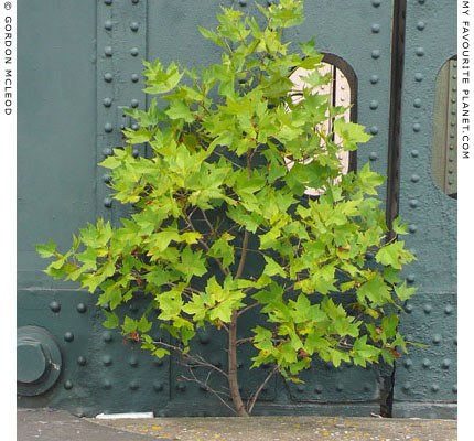 young sycamore tree growing on Hungerford Bridge, London by Gordon Mcleod at the Cheshire Cat Blog
