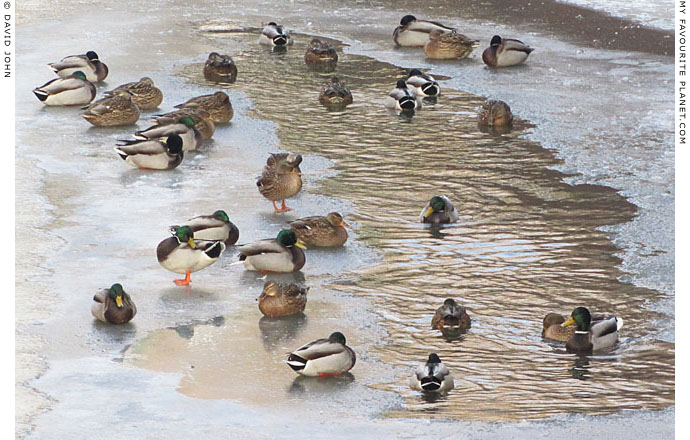 Ducks on the frozen Panke, Berlin by David John at The Cheshire Cat Blog