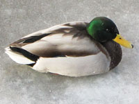 Duck sitting on the frozen Panke