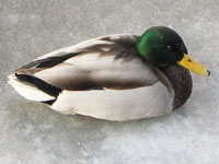 Duck sitting on the frozen Panke Duck sitting on the frozen Panke