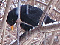 A blackbird in a Berlin snowstorm by David John at The Cheshire Cat Blog