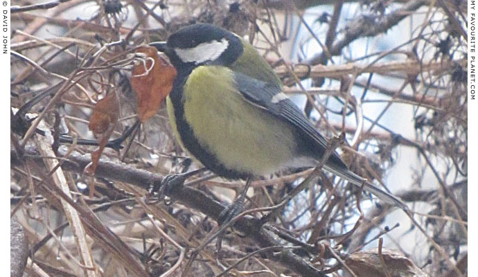 A great tit in profle by David John at The Cheshire Cat Blog