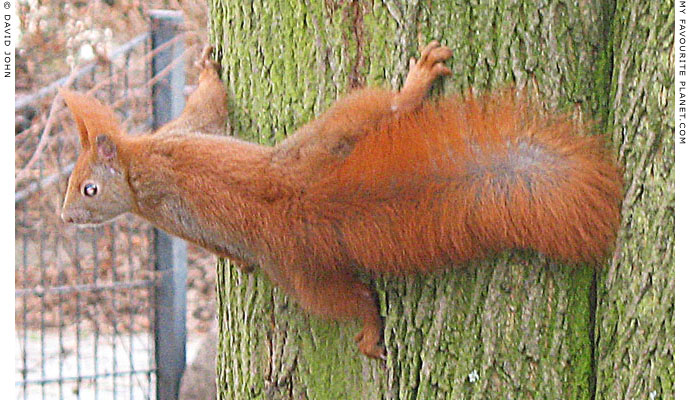 A red squirrel in Berlin by David John at The Cheshire Cat Blog