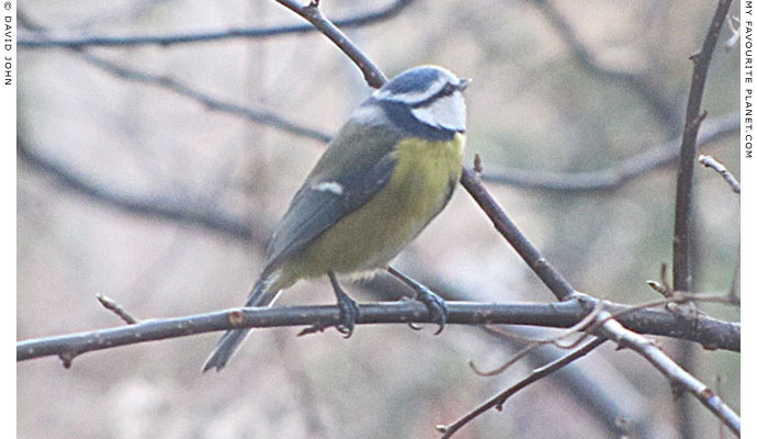 A masked blue tit by David John at The Cheshire Cat Blog