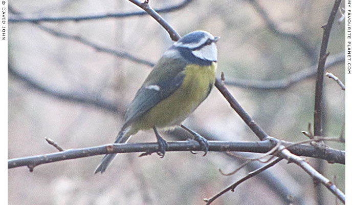 A masked blue tit by David John at The Cheshire Cat Blog A masked blue tit by David John at The Cheshire Cat Blog