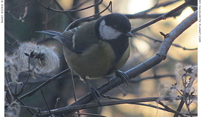A great tit by David John at The Cheshire Cat Blog A great tit by David John at The Cheshire Cat Blog