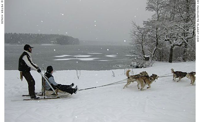 Dog-sledding on Langer See near Grünau by Peter Hinze at The Cheshire Cat Blog