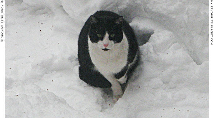Sarkozi in the snow by Konstanze Gundudis, Berlin, Germany at The Cheshire Cat Blog