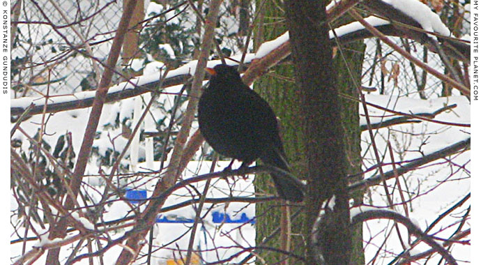 A blackbird in a tree by Konstanze Gundudis, Berlin, Germany at The Cheshire Cat Blog