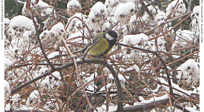 A great tit by Konstanze Gundudis, Berlin, Germany at The Cheshire Cat Blog