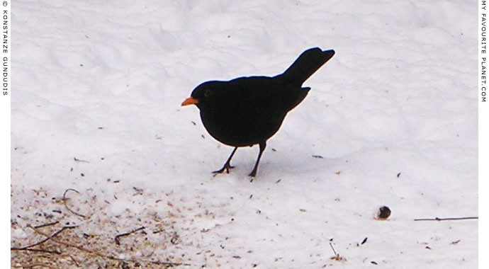 A blackbird in the snow by Konstanze Gundudis, Berlin, Germany at The Cheshire Cat Blog A blackbird in the snow by Konstanze Gundudis, Berlin, Germany at The Cheshire Cat Blog