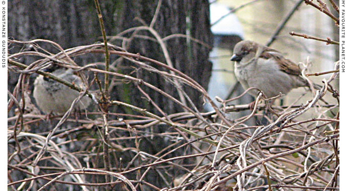 Sparrows by Konstanze Gundudis, Berlin, Germany at The Cheshire Cat Blog Sparrows by Konstanze Gundudis, Berlin, Germany at The Cheshire Cat Blog