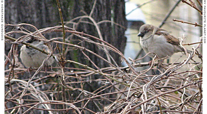 Sparrows by Konstanze Gundudis, Berlin, Germany at The Cheshire Cat Blog