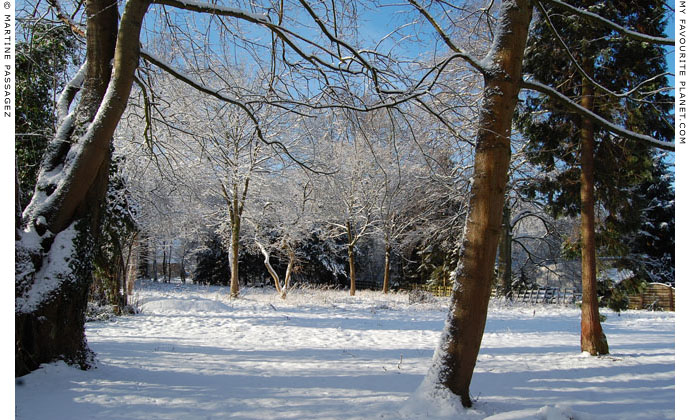 Trees in the snow by Martine Passagez at The Cheshire Cat Blog