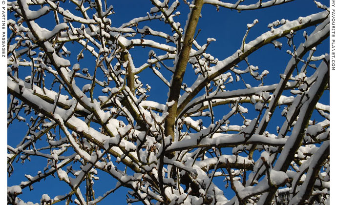 Snow-covered tree branches by Martine Passagez at The Cheshire Cat Blog