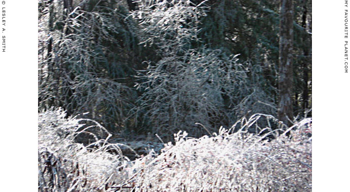 Jack Frost decorates the woods, photo by Lesley A. Smith, Massachusetts, USA at The Cheshire Cat Blog