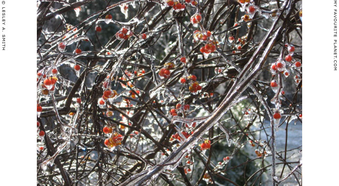 Frozen berries by Lesley A. Smith, Massachusetts, USA at The Cheshire Cat Blog