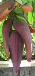 Banana tree, Isla Afortunada at The Cheshire Cat Blog