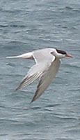 Sea swallow over the Atlantic Ocean, Isla Afortunada at The Cheshire Cat Blog