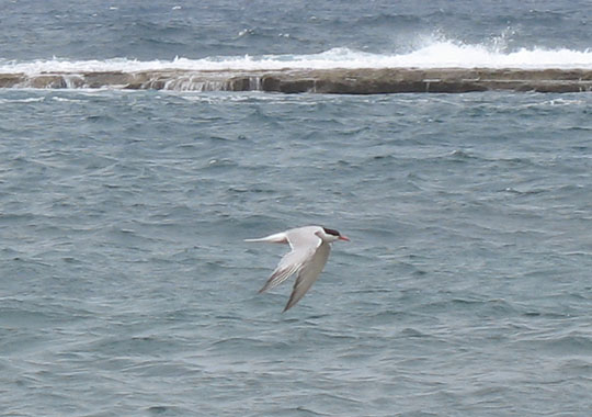 Sea Swallow over the Atlatnic Ocean at The Cheshire Cat Blog