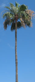 Tall palm tree, Isla Afortunada at The Cheshire Cat Blog