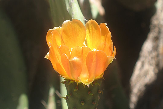Mountain cactus flower on Isla Afortunada at The Cheshire Cat Blog