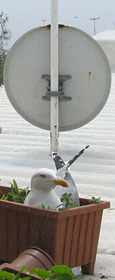 A seagull brooding in a plant tray beneath a TV satellite dish on a Sultanahmet rooftop, Istanbul at The Cheshire Cat Blog
