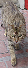 Cat on the prowl in Kumkapi, Istanbul at The Cheshire Cat Blog