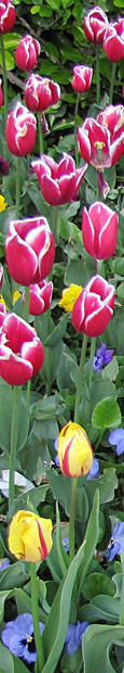 Tulips at the Topkapi Palace, Sultanahmet, Istanbul at The Cheshire Cat Blog