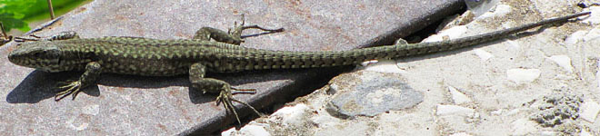 Lovely lizard lounging at Kalambaka railway station, Meteora at The Cheshire Cat Blog