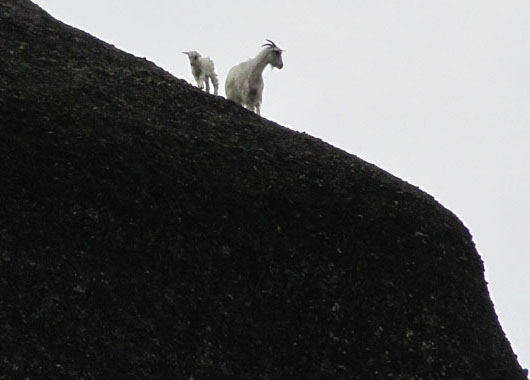Silvery white goats were peeping from the edge of the rocks of Meteora, Greece at The Cheshire Cat Blog