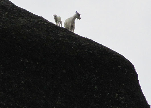 Silvery white goats were peeping from the edge of the rocks of Meteora, Greece at The Cheshire Cat Blog Silvery white goats were peeping from the edge of the rocks of Meteora, Greece at The Cheshire Cat Blog