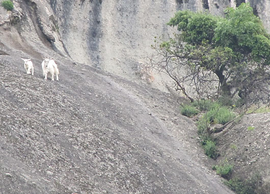 A mother goat and her kid enjoy the view from the top of Ambraria, Meteora, Greece at The Cheshire Cat Blog