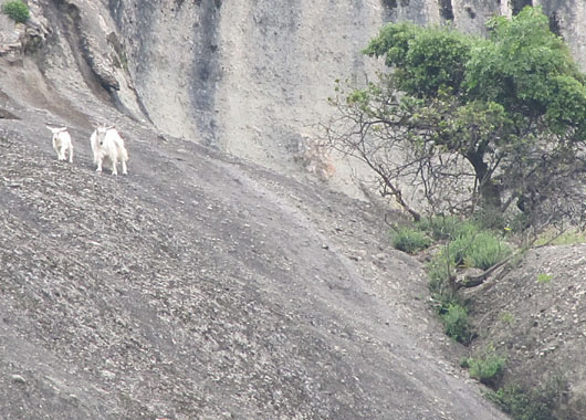 A mother goat and her kid enjoy the view from the top of Ambraria, in Meteora, Greece at The Cheshire Cat Blog A mother goat and her kid enjoy the view from the top of Ambraria, Meteora, Greece at The Cheshire Cat Blog
