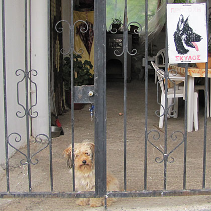 A huge, ferocious guard dog in Kalambaka, Meteora, Greece at The Cheshire Cat Blog