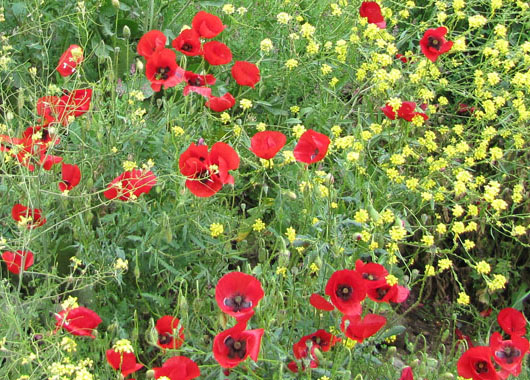 Poppies in Meteora, Greece at The Cheshire Cat Blog