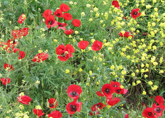 Poppies in Meteora, Greece at The Cheshire Cat Blog Poppies in Meteora, Greece at The Cheshire Cat Blog