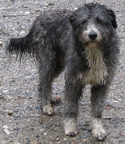 Spot the Dog gets a soaking in Meteora, Greece at The Cheshire Cat Blog